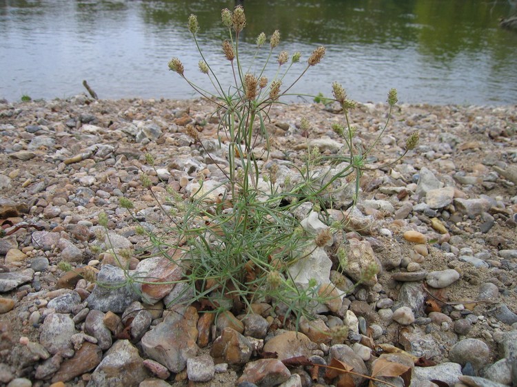 Plantago scabra
